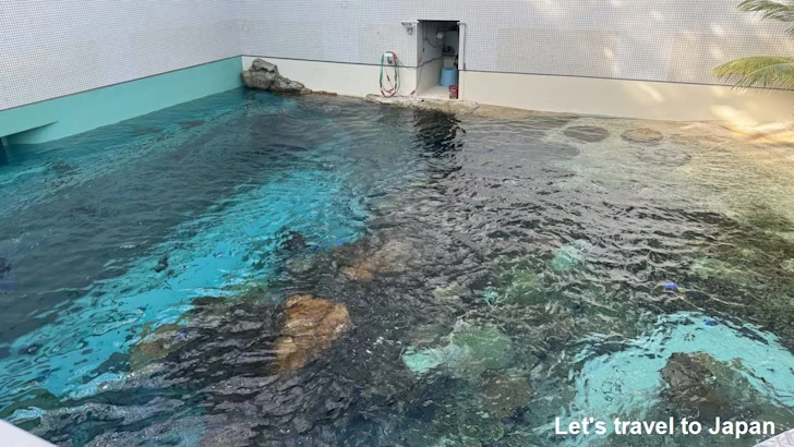赤道の海３エリア：名古屋港水族館南館の見どころ(3)