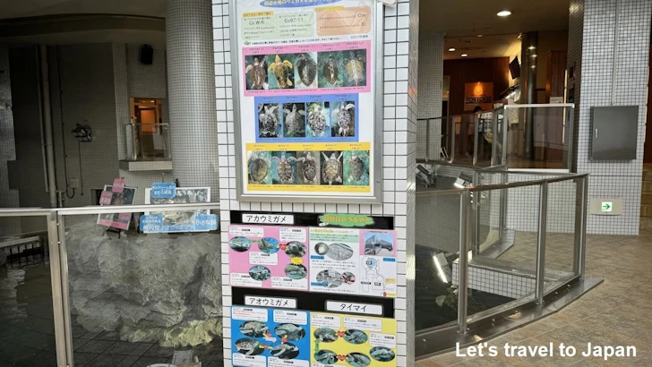 赤道の海３エリア：名古屋港水族館南館の見どころ(4)