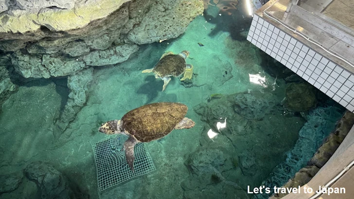 赤道の海３エリア：名古屋港水族館南館の見どころ(5)