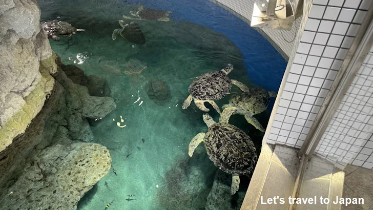 赤道の海３エリア：名古屋港水族館南館の見どころ(7)