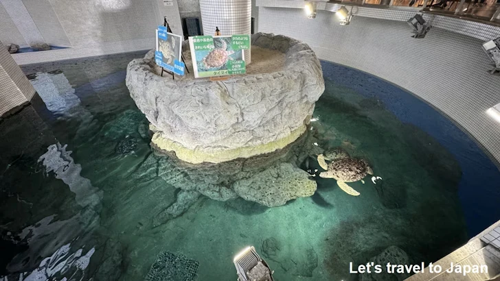 赤道の海３エリア：名古屋港水族館南館の見どころ(8)