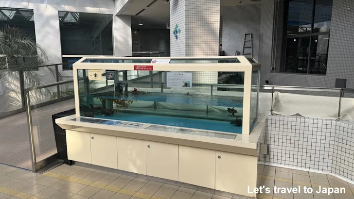 赤道の海３エリア：名古屋港水族館南館の見どころ(10)
