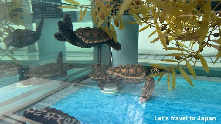 赤道の海３エリア：名古屋港水族館南館の見どころ(11)