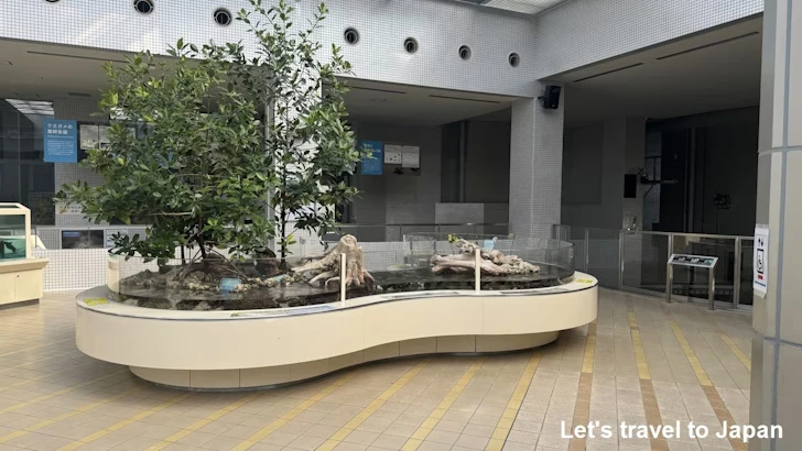 赤道の海３エリア：名古屋港水族館南館の見どころ(13)