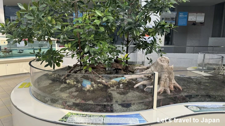 赤道の海３エリア：名古屋港水族館南館の見どころ(14)