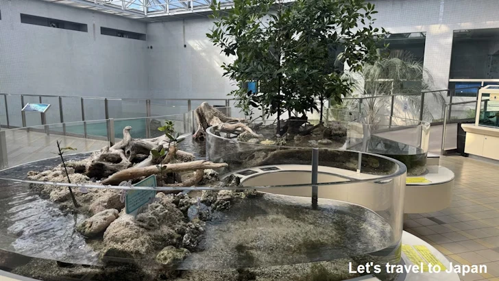 赤道の海３エリア：名古屋港水族館南館の見どころ(15)