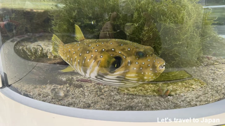 赤道の海３エリア：名古屋港水族館南館の見どころ(16)