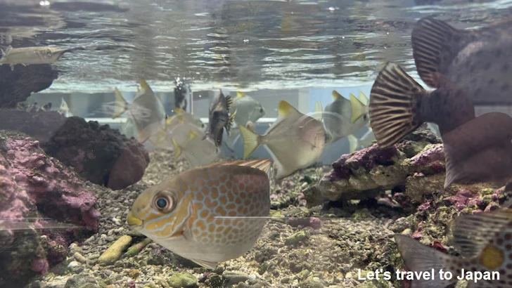 赤道の海３エリア：名古屋港水族館南館の見どころ(17)