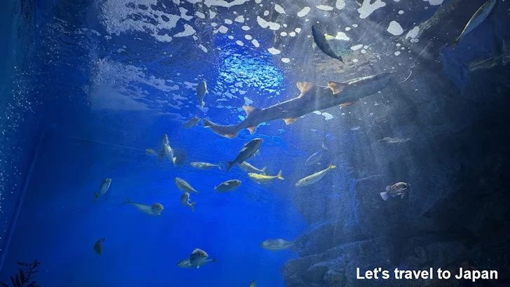日本の海エリア：名古屋港水族館南館の見どころ(7)