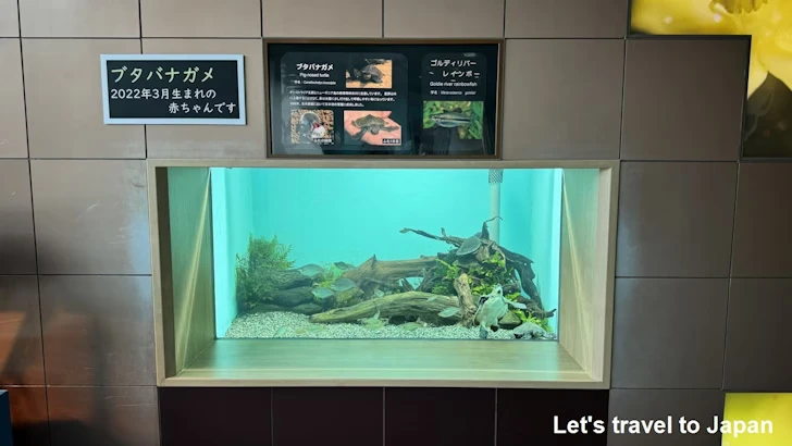 オーストラリアの水辺エリア：名古屋港水族館南館の見どころ(2)