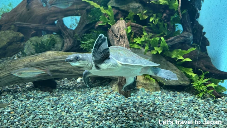 オーストラリアの水辺エリア：名古屋港水族館南館の見どころ(3)
