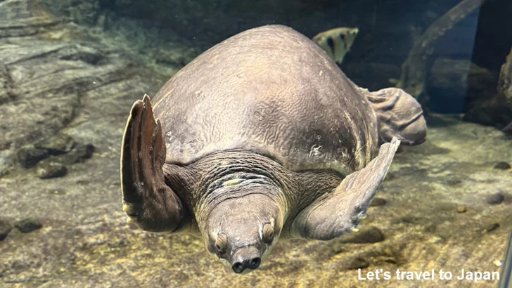 オーストラリアの水辺エリア：名古屋港水族館南館の見どころ(8)
