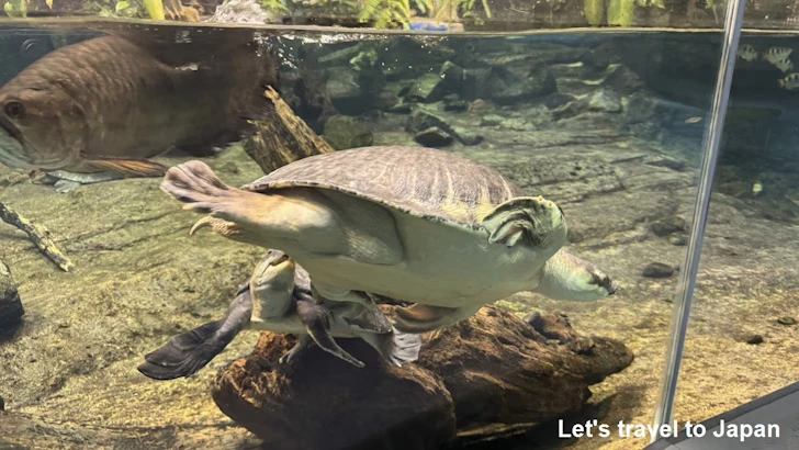 オーストラリアの水辺エリア：名古屋港水族館南館の見どころ(10)