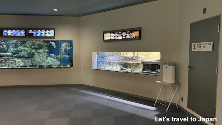 日本の海エリア：名古屋港水族館南館の見どころ(8)