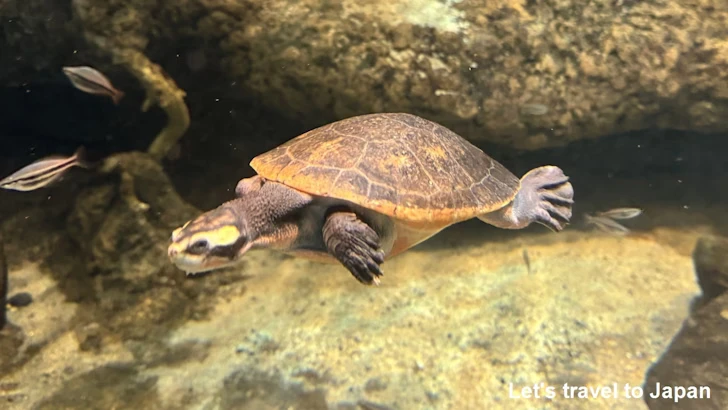 オーストラリアの水辺エリア：名古屋港水族館南館の見どころ(11)