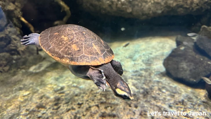 オーストラリアの水辺エリア：名古屋港水族館南館の見どころ(12)