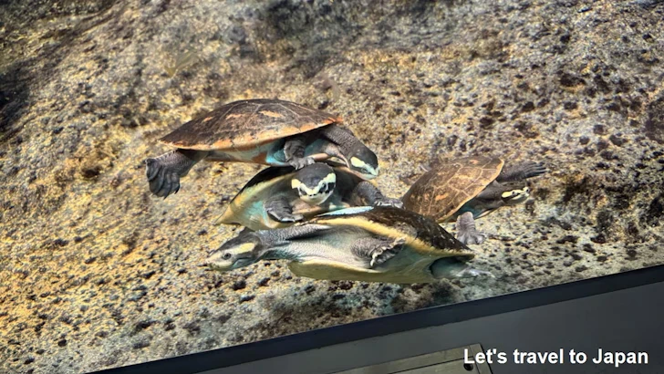 オーストラリアの水辺エリア：名古屋港水族館南館の見どころ(13)