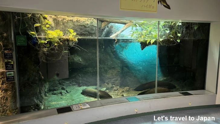 オーストラリアの水辺エリア：名古屋港水族館南館の見どころ(14)