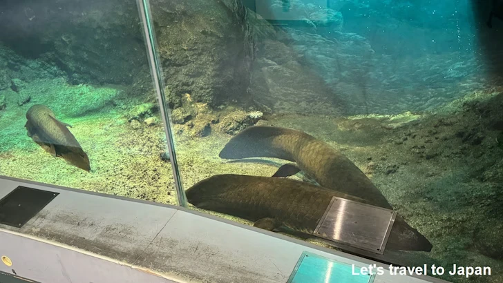 オーストラリアの水辺エリア：名古屋港水族館南館の見どころ(15)