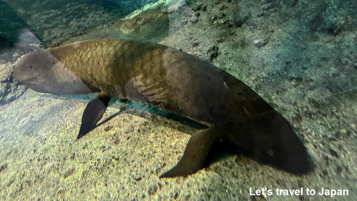 オーストラリアの水辺エリア：名古屋港水族館南館の見どころ(17)