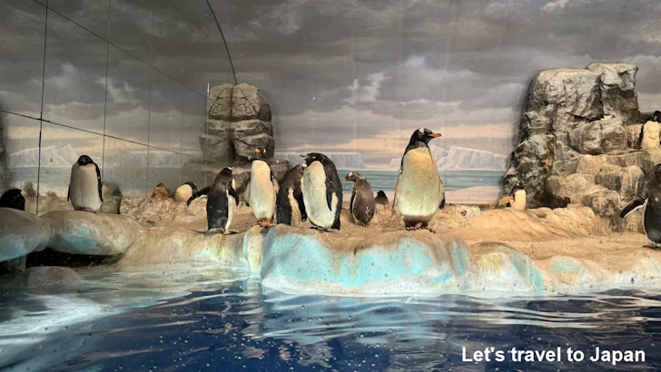 南極の海エリア：名古屋港水族館南館の見どころ(8)