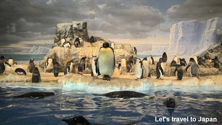 南極の海エリア：名古屋港水族館南館の見どころ(9)