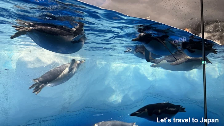南極の海エリア：名古屋港水族館南館の見どころ(10)