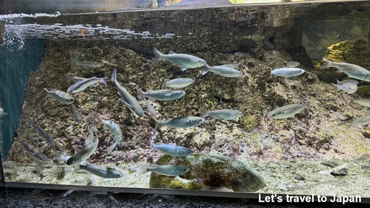 日本の海エリア：名古屋港水族館南館の見どころ(10)