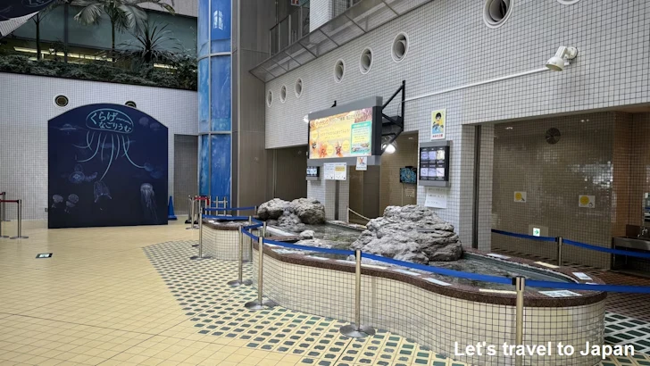 タッチタンク：名古屋港水族館南館の見どころ(3)