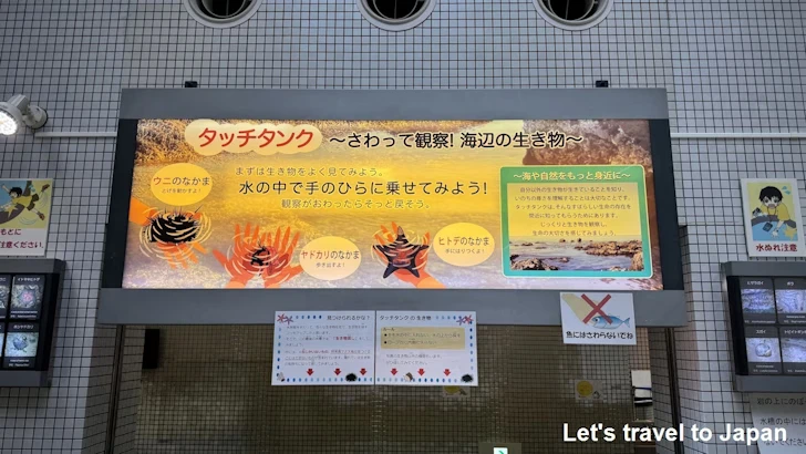 タッチタンク：名古屋港水族館南館の見どころ(4)
