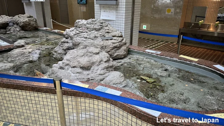 タッチタンク：名古屋港水族館南館の見どころ(5)