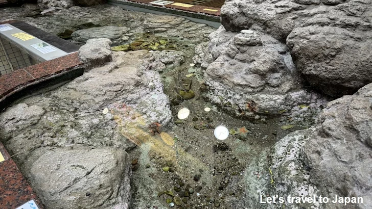 タッチタンク：名古屋港水族館南館の見どころ(6)