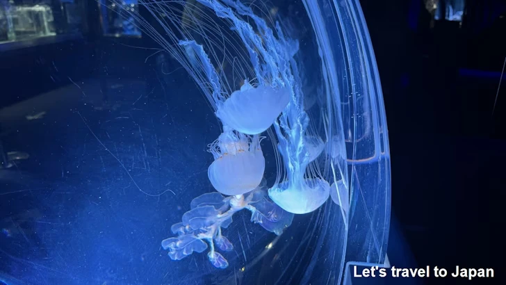 くらげなごりうむ：名古屋港水族館南館の見どころ(5)