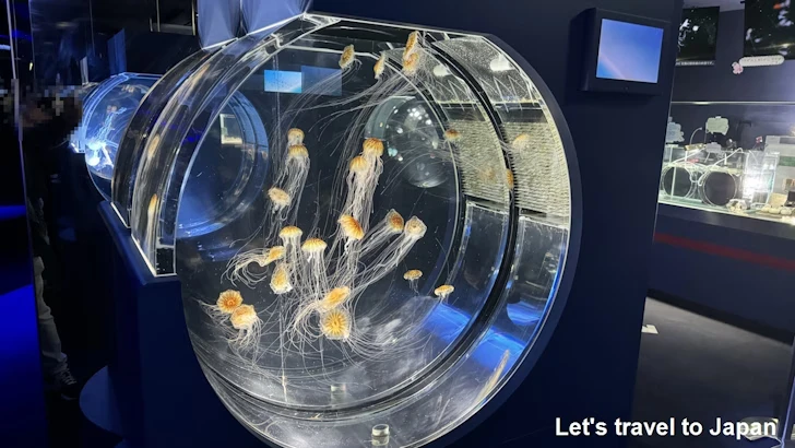 くらげなごりうむ：名古屋港水族館南館の見どころ(6)