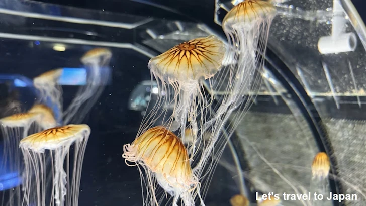 くらげなごりうむ：名古屋港水族館南館の見どころ(7)
