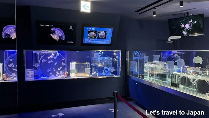 くらげなごりうむ：名古屋港水族館南館の見どころ(8)