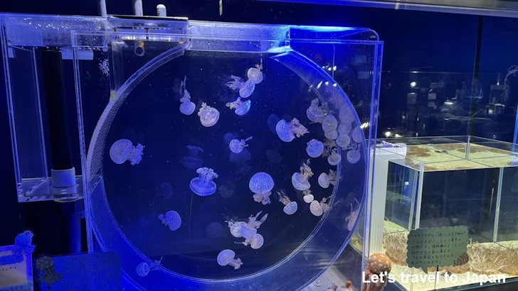 くらげなごりうむ：名古屋港水族館南館の見どころ(9)