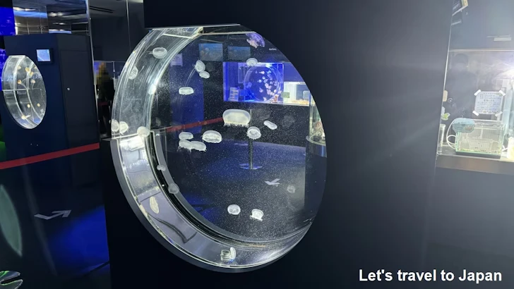 くらげなごりうむ：名古屋港水族館南館の見どころ(12)