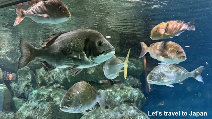 日本の海エリア：名古屋港水族館南館の見どころ(12)