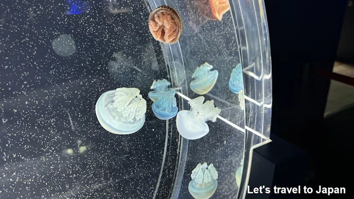 くらげなごりうむ：名古屋港水族館南館の見どころ(14)