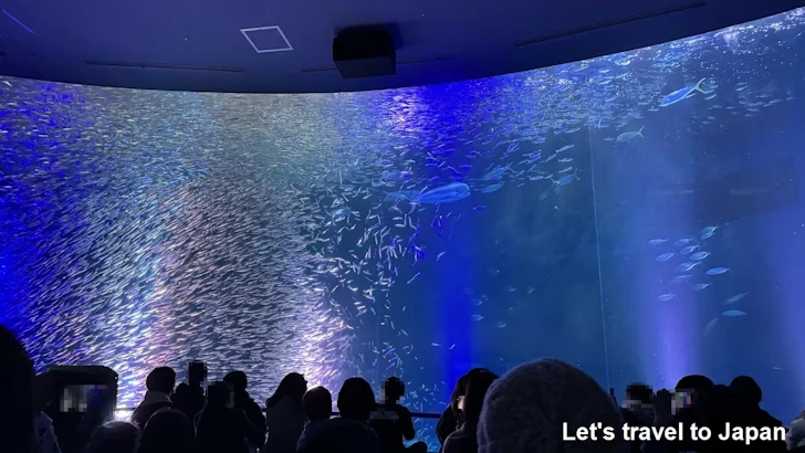 マイワシのトルネード：名古屋港水族館南館の見どころ(1)