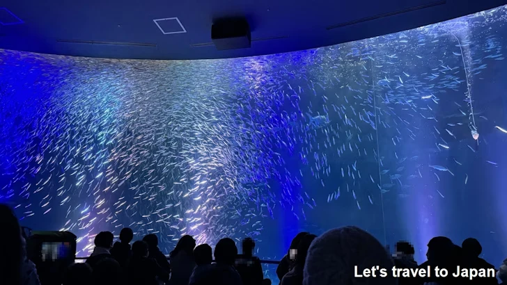 マイワシのトルネード：名古屋港水族館南館の見どころ(2)