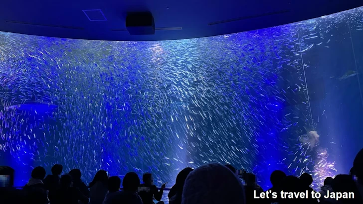 マイワシのトルネード：名古屋港水族館南館の見どころ(3)