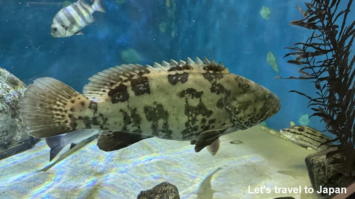 日本の海エリア：名古屋港水族館南館の見どころ(13)