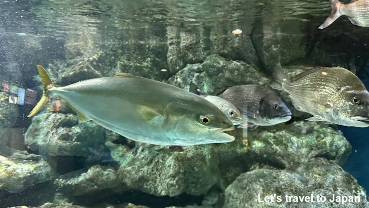 日本の海エリア：名古屋港水族館南館の見どころ(13)