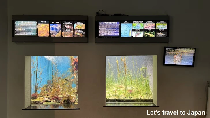 日本の海エリア：名古屋港水族館南館の見どころ(14)