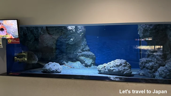 日本の海エリア：名古屋港水族館南館の見どころ(16)