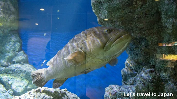 日本の海エリア：名古屋港水族館南館の見どころ(17)
