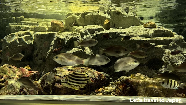 日本の海エリア：名古屋港水族館南館の見どころ(19)