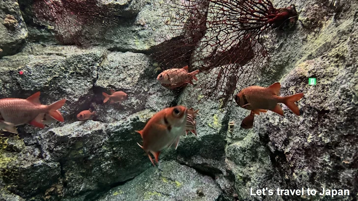 日本の海エリア：名古屋港水族館南館の見どころ(22)